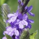PiantaMedicinale1